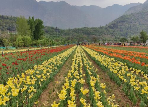 BCF - Kashmir Backpacking Trip (5N/6D) : Tulip Festival spl