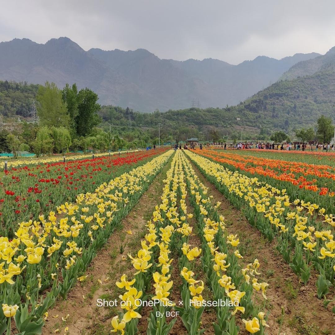 BCF - Kashmir Backpacking Trip (5N/6D) : Tulip Festival spl